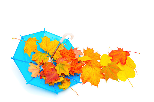 Close-up of an overturned tiny blue umbrella with a pile of vibrant fallen leaves inside isolated on white background.