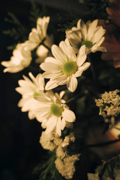 Daisies inside a bright tin can, on dark background with space to write.