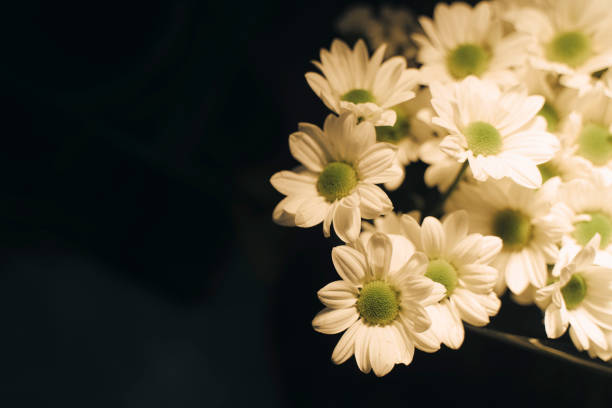 istock Artistic studio shot flowers photo 1762878466