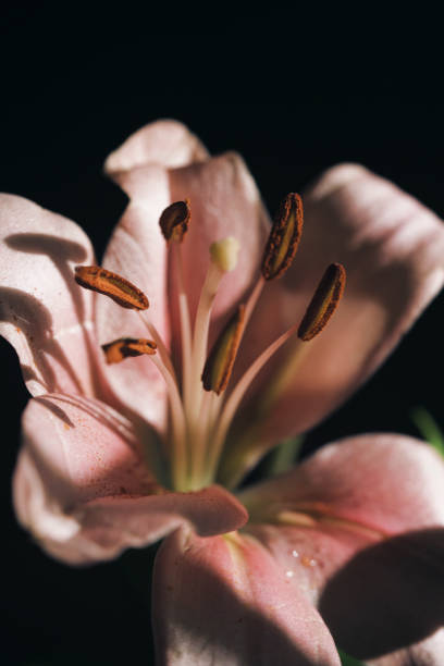Artistic studio shot flower bouquet Valentine's day or wedding romantic flowers photograph in lighting.