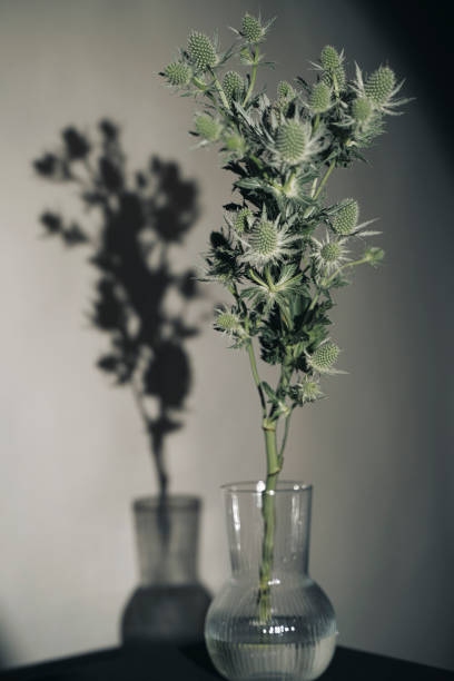 Dried head of wild milk thistle, Silybum marianum