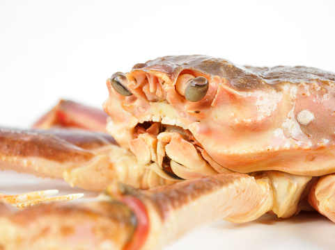 Chionoecetes opilio on white background