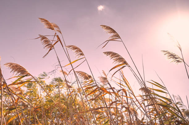 reeds growing on the river bank