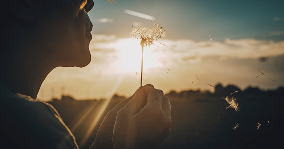 Close up of people blowing big dandelion flower with sunset light and field in background. Outdoor leisure activity and nature love concept lifestyle. Freedom and daydreaming. Daydreamer person