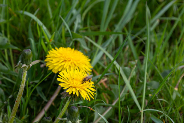 Close-up of a bright yellow dandelion