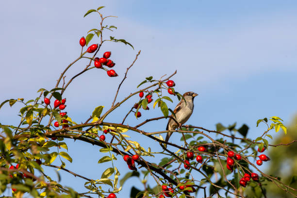 istock Sparrow is considered the most common bird in the human environment 1762912221