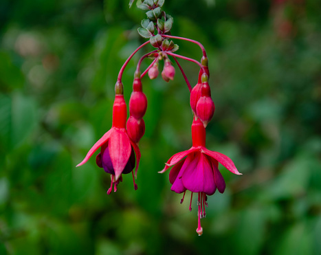 Munich Bavaria Germany -September 1 2023 greenhouse of the botanical garden amazing and unique fuchsia flowers.