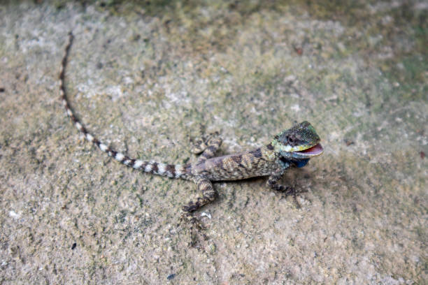 istock Cute chameleon on the cement floor 1762933914