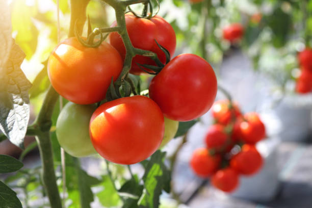 istock Ripe tomato plants growing in greenhouse, blurred background and copy space. 1762941590
