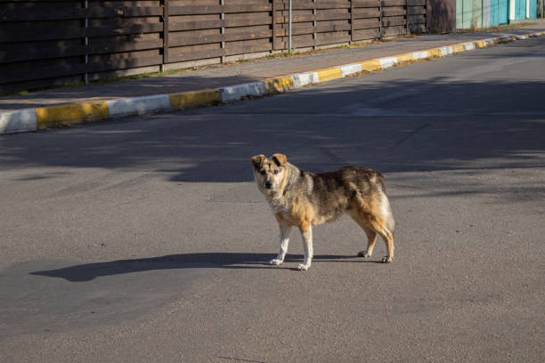 istock a beautiful dog walks on the street 1762944836