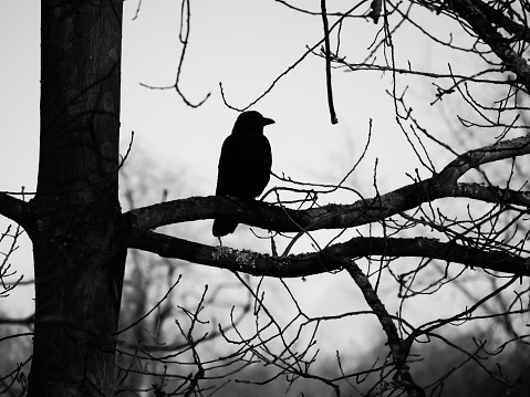 Birds sitting in a tree in silhouette
