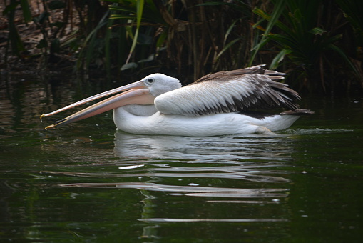 Australian Pelican at the zoo lake