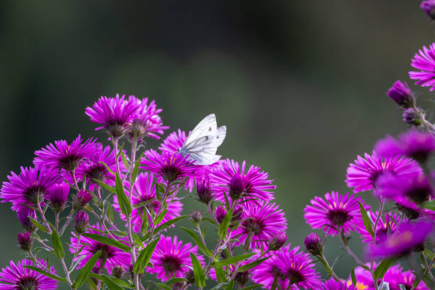 A cabbage butterfly, Pieris rapae, visits a purple Arlington flower in Sauerland