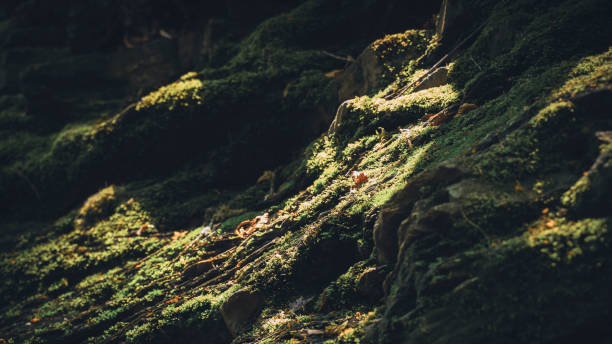 istock Abstract rock formation with moss covered and blurred with creative long exposure effects 1762961620