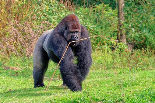 Crowded place. Spacious safari with animals. Bex Bergen. Netherlands. African western lowland gorilla. The male walks through a clearing and holds a branch from a bush in his mouth.