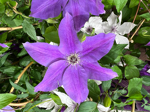 Blooming purple clematis flower on a green background in summertime macro photography. Traveller's joy garden flower with lilac petals closeup photo on a sunny summer day.