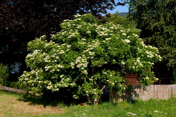 istock Elder, Sambucus, nigra 1762969808