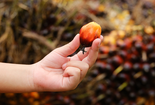 Selective focus picture of boy hand holding ripe palm fruit. Palm industry are main contributor to Malaysia.