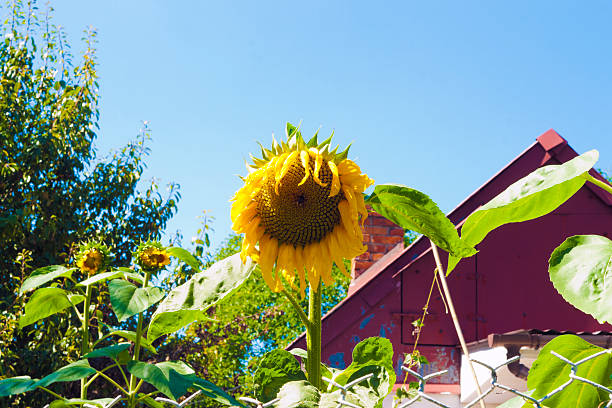 Girasoli - foto stock