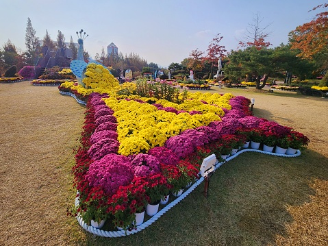 Scenery of the Chrysanthemum Festival at Yurim Park, Yuseong-gu, Daejeon.