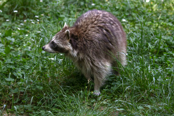 istock Raccoon in the grass 1762993371