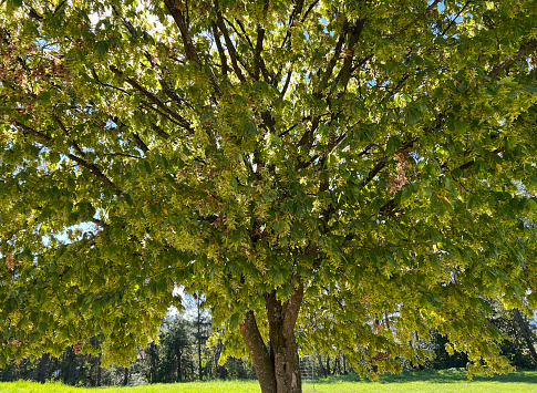 Hornbeam, Carpinus, betulus, is a deciduous tree that is often found in our forests. It is a mighty tree and its wood is an important source of timber