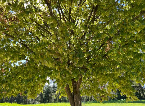 Hornbeam, Carpinus, betulus, is a deciduous tree that is often found in our forests. It is a mighty tree and its wood is an important source of timber