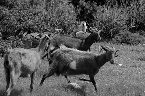 Domestic goats walking along grass on a greenery field in Rhodes island, Greece in black and white