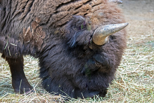 European bison head seen in profile grazing on grass