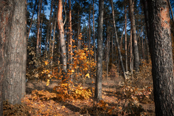 istock autumn forest against the blue sky 1763003654