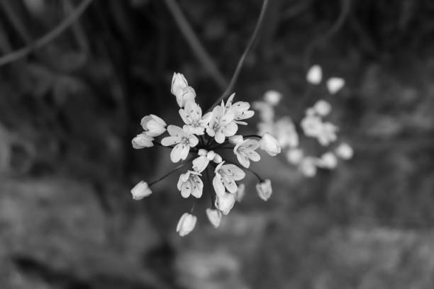 istock Allium (Allium sativum) flowers head in black and white 1763025513
