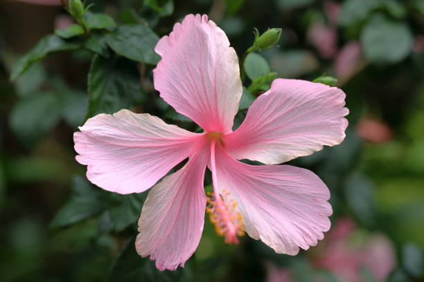 istock Light Pink Hibiscus Flower Close-up Front View 1763031393