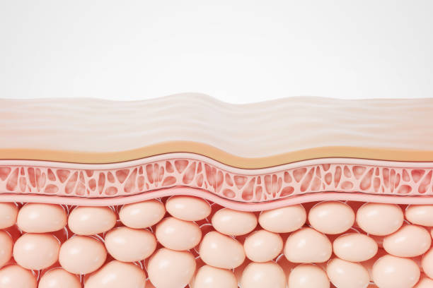 istock saggy skin layer and skin cells, 3D rendering. 1763034680