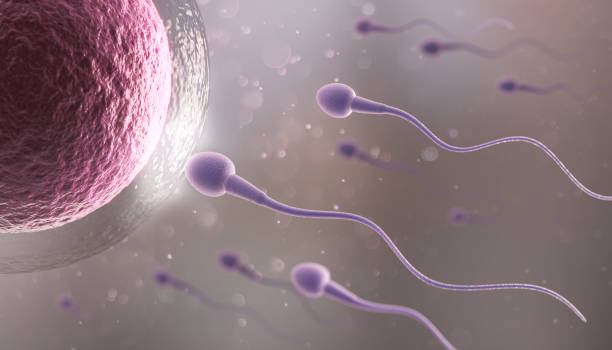 istock Sperm directed towards the egg bubble, Natural fertilization.3d illustration 1763036802