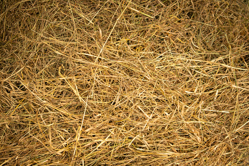 Brown straw grass texture background