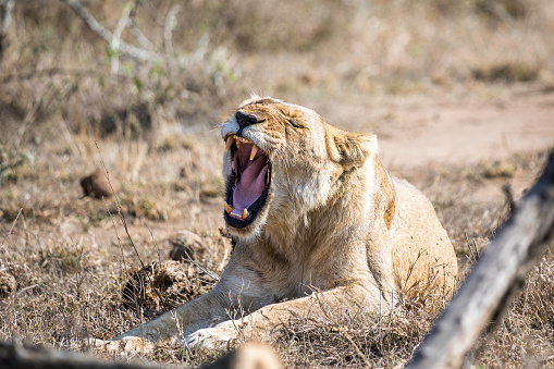 A lioness laying down in the early morning yawning