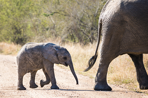 A young African Elephant calf follows closely behind its mother across the dirt road