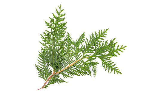 Green thuja branch isolated on white background. Item for packaging, design, mockup and scene creator.