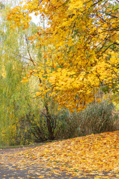 sentier du parc d’automne. arbre de couleur jaune vif, feuilles d’érable brun rouge dans le parc de la ville d’automne. scène de paysage de la nature. - vibrant color rural scene outdoors tree photos et images de collection