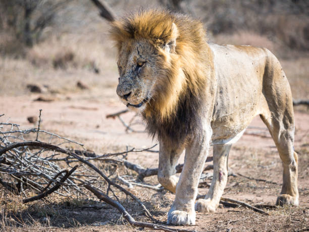 istock An older male lion walking with scarred face 1763045173