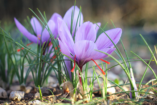 Saffron/Safran/crocus sativus