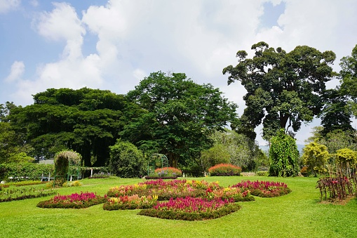 Royal Botanical Gardens, Peradeniya, Sri Lanka - May 04, 2022: A vibrant garden bursting with radiant red flowers, showcasing nature's fiery palette amidst the serene surroundings.