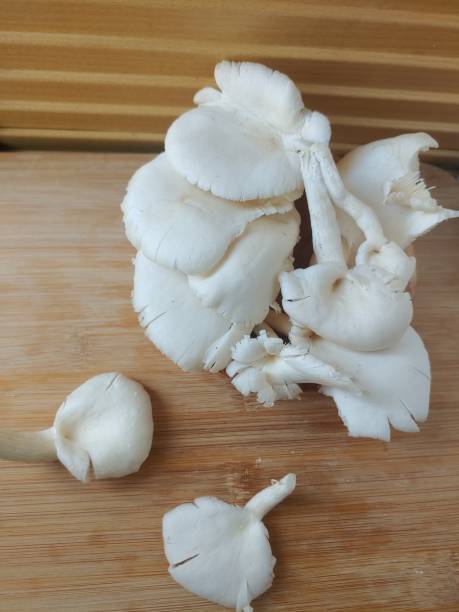 istock Fresh oyster mushroom isolated on wooden background. 1763056480