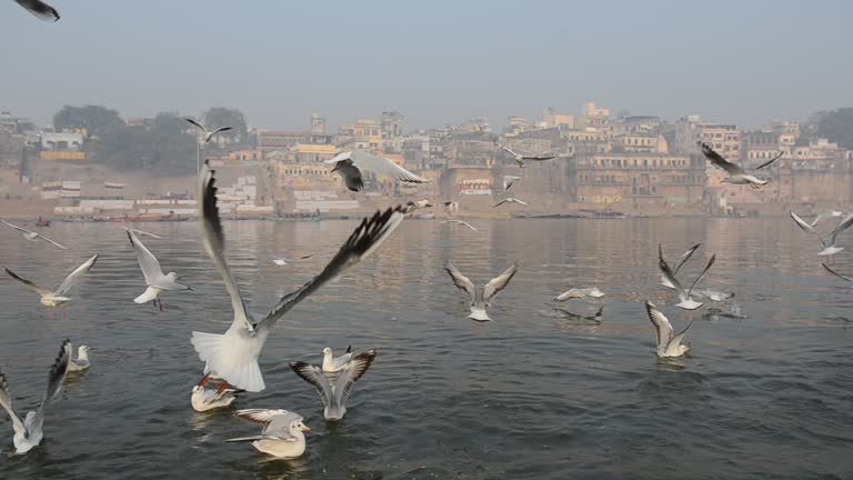 Seagulls On Ganges River Background , Varanasi , India