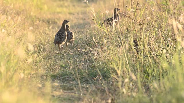 Group of partridges. Grey partridge Perdix perdix. In the wild, birds hide in the field. Slow motion