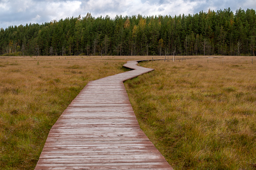 Wooden path in the swamp, autumn landscape. Sestroretsk swamp ecotrope, Russia.