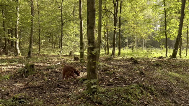 4k Irish Setter dog plays at the summer forest on nature