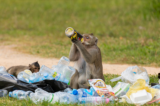 Angkor, Cambodia - Nov, 2019: Monkeys rummaging through tourists' garbage, something to eat or drink, in the outdoor areas of the temple of Angkor Wat, Cambodia.
