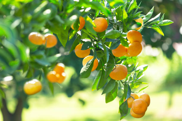 istock Mandarin orange on a tree in a garden. Ripe tangerines on a tree 1763075981