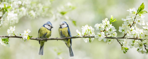 Little birds sitting on branch of blossom tree. The blue tit. Spring time stock photo